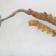Imagen para el artículo titulado Un extracto obtenido de un hongo parásito Cordyceps que momifica orugas promete revolucionar la quimioterapia